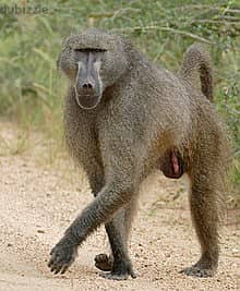 Whatsapp Me +96878738119 Chacma Baboon for sale