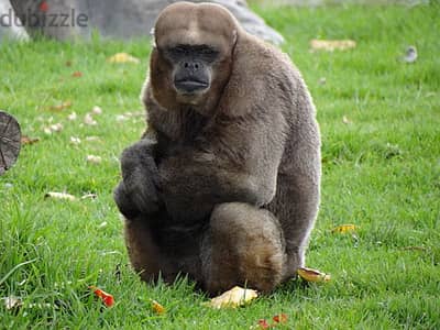 Whatsapp Me +96878738119 Colombian woolly monkey for sale