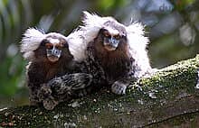 Whatsapp Me +96878738119 Common Marmoset for sale