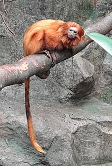 Whatsapp Me +96878738119 Golden Lion Tamarin for sale