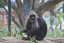 Whatsapp Me +96878738119 King Colobus for sale 0