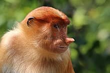 Whatsapp Me +96878738119 Proboscis_monkey (female) for sale