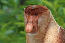 Whatsapp Me +96878738119 Proboscis_monkey (male) for sale