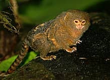 Whatsapp Me +96878738119 Pygmy Marmoset for sale