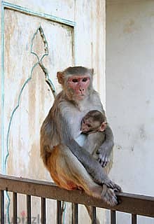 Whatsapp Me +96878738119 Rhesus Macaque (female) for sale