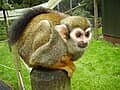 Whatsapp Me +96878738119 Squirrel Monkey for sale