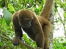 Whatsapp Me +96878738119 Woolly Monkey for sale