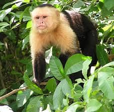 Whatsapp Me +96878738119 Capuchin Monkey for sale