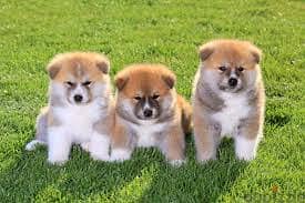 Whatsapp Me +96878738119 Akita for sale