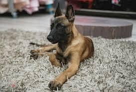 Whatsapp Me  +96878738119 Belgian Malinois for sale