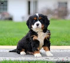 Whatsapp Me +96878738119 Bernese Mountain Dog for sale 0