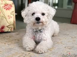 Whatsapp Me +96878738119 Bichon Frise for sale