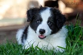 Whatsapp Me +96878738119 Border Collie  for sale