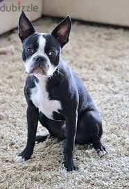 Whatsapp Me +96878738119 Boston Terrier for sale 0