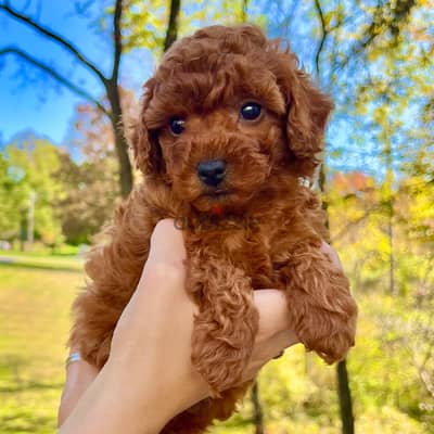 WhatsApp +4917629216066 Toy poodle for sale