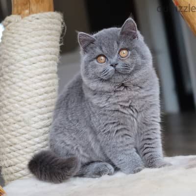 British shorthairs)/ WhatsApp +966568218820