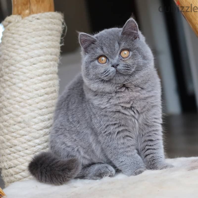 British shorthairs)/ WhatsApp +966568218820 0