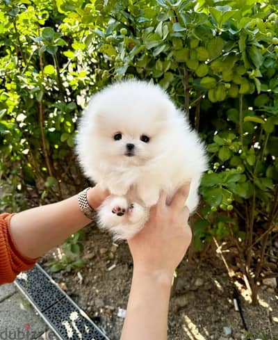 Pomeranian// WhatsApp +966568218820