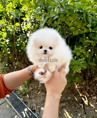 Pomeranian// WhatsApp +966568218820