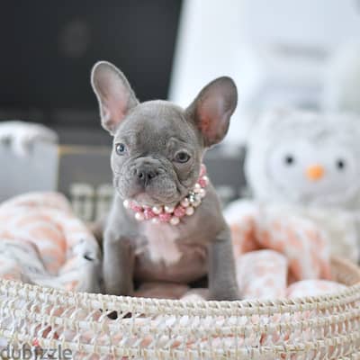 French Bulldog puppies WhatsApp +4917629216066