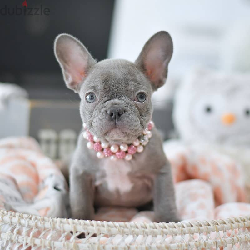 French Bulldog puppies WhatsApp +4917629216066 1