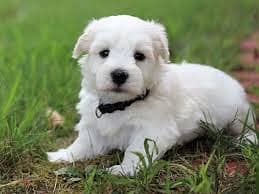 Whatsapp Me +96878738119 Coton de Tulear for sale