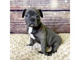 Whatsapp Me +96878738119 Frenchton for sale