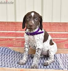 Whatsapp Me +96878738119 German shorthaired pointer for sale