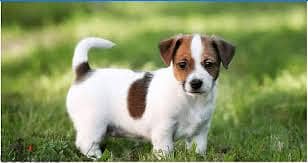 Whatsapp Me +96878738119 Jack Russell Terrier for sale