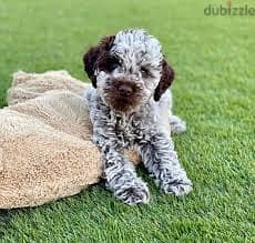 Whatsapp Me +96878738119 Lagotto Romagnolo for sale 0