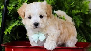 Whatsapp Me +96878738119 Maltipoo for sale