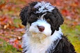 Whatsapp Me +96878738119 Portuguese Water Dog for sale