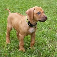 Whatsapp Me +96878738119 Rhodesian Ridgeback for sale