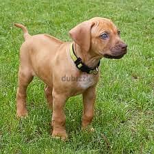 Whatsapp Me +96878738119 Rhodesian Ridgeback for sale