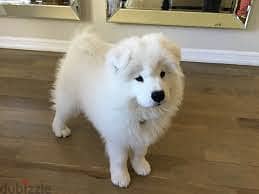 Whatsapp Me +96878738119 Samoyed Dog for sale