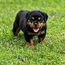 Whatsapp Me +96878738119 Rottweiler for sale