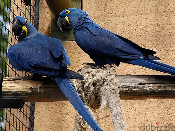 Whatsapp Me +966583921348 Hyacinth Macaws 1