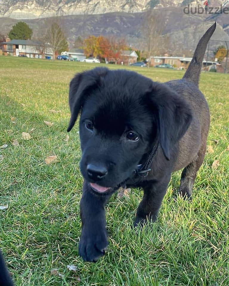 Labrador Retriever Puppies. Whatsapp me +972553390216. 1