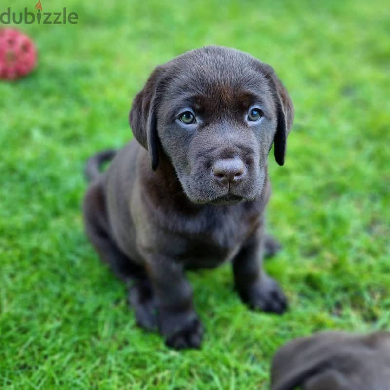 Labrador Retriever Puppies. Whatsapp me +972553390216. 0