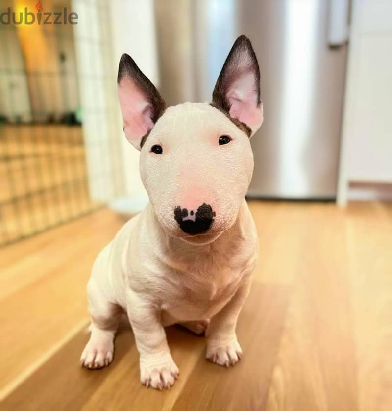 Bull Terrier Puppies. Whatsapp me +972553390216. 1