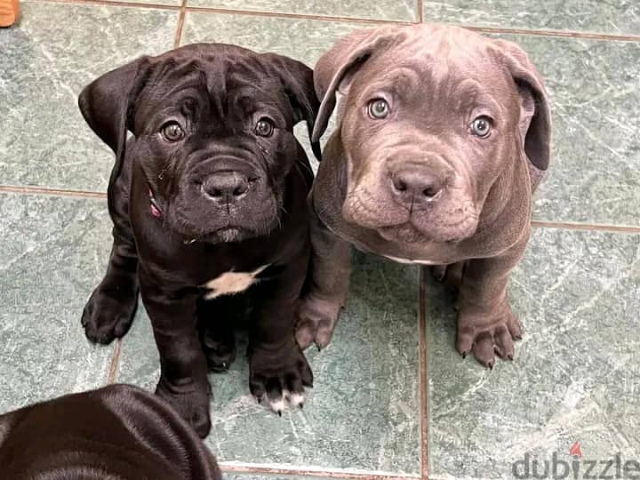 Cane Corso Puppies. Whatsapp me +972553390216. 1