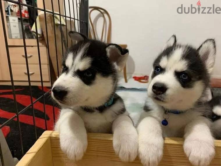 Siberian Husky Puppies. Whatsapp me +972553390216. 0