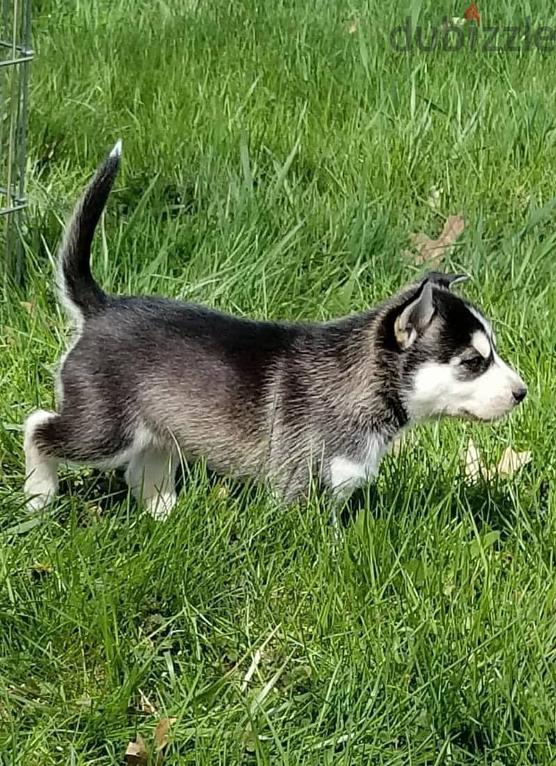 Siberian Husky Puppies. Whatsapp me +972553390216. 1