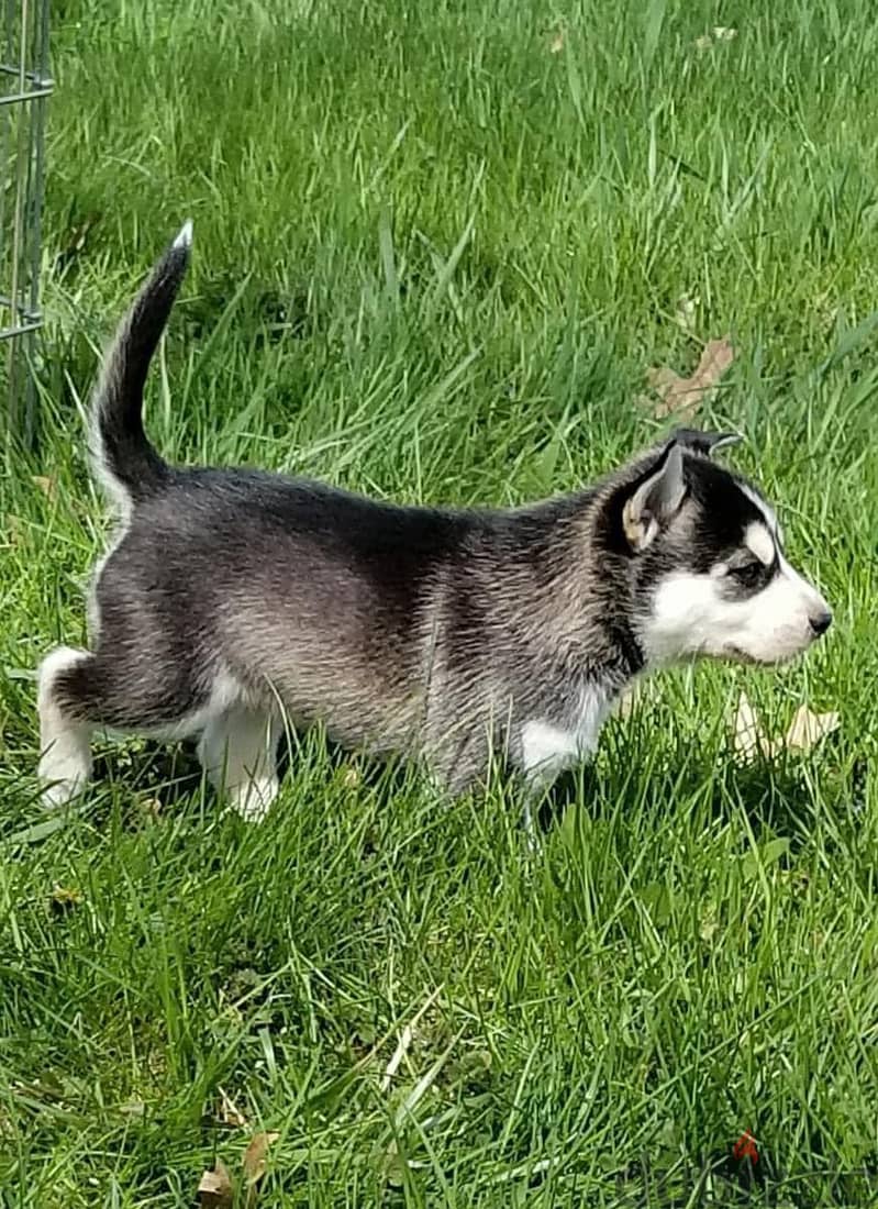 Siberian Husky Puppies. Whatsapp me +972553390216. 1