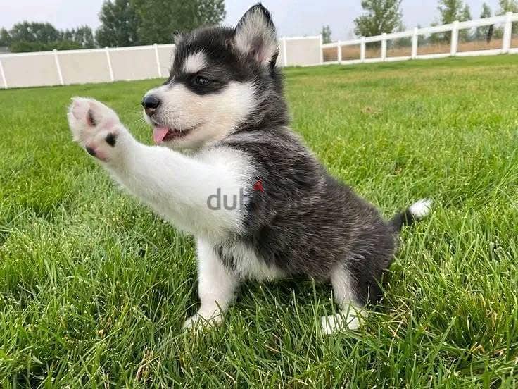 Siberian Husky Puppies. Whatsapp me +972553390216. 1