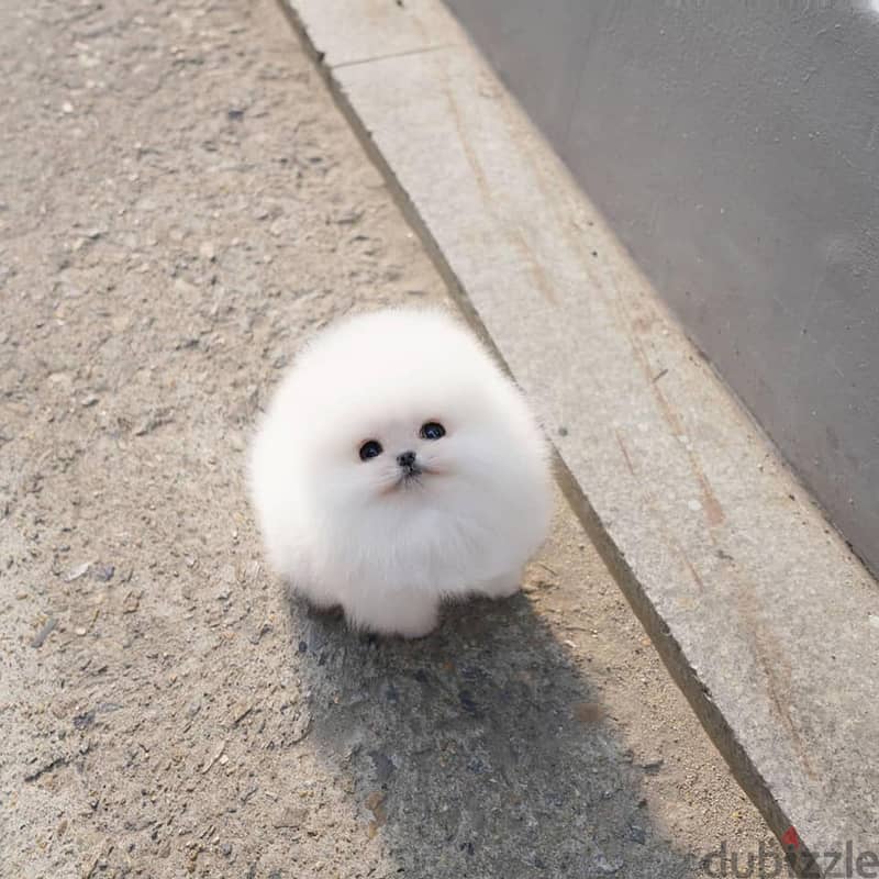 Pomeranian Puppies. Whatsapp me +972553390216. 1