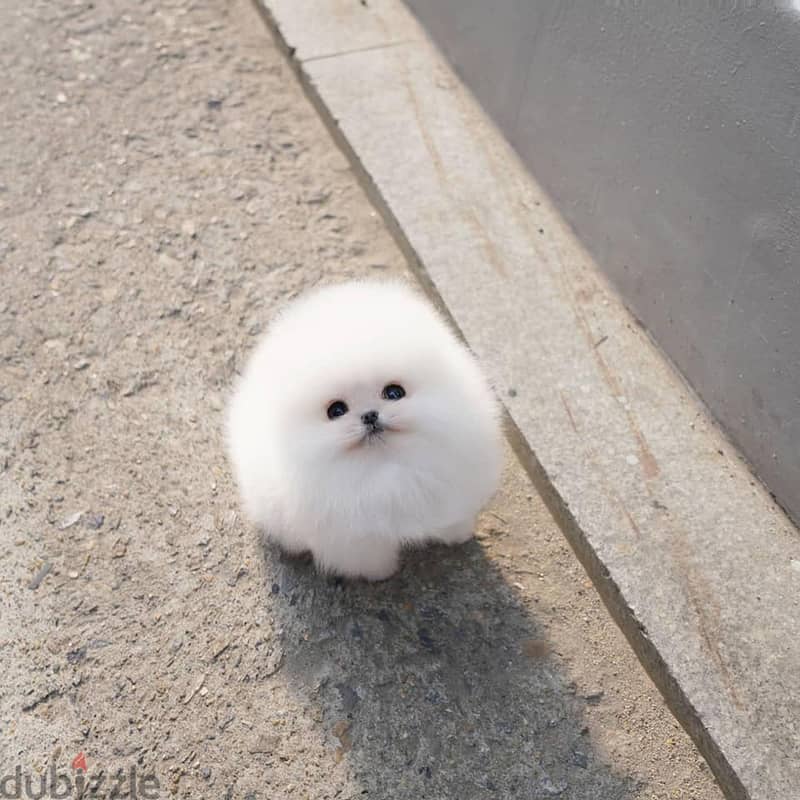 Pomeranian Puppies. Whatsapp me +972553390216. 1