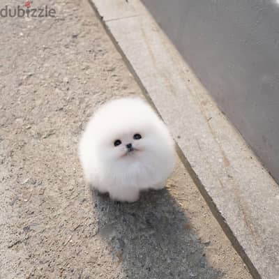 Pomeranian Puppies. Whatsapp me +972553390216.