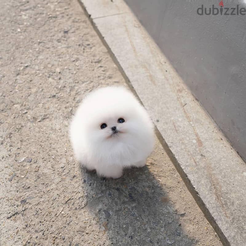 Pomeranian Puppies. Whatsapp me +972553390216. 0