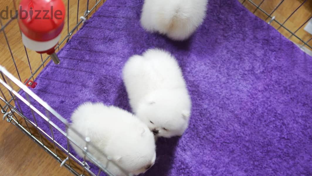 Pomeranian Puppies. Whatsapp me +972553390216. 1